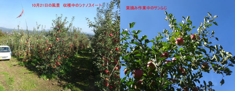 長野県飯綱町三水丸山農園